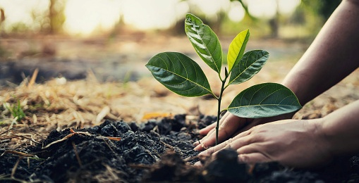 PLANTATION